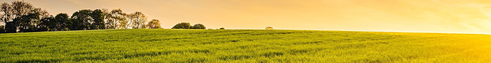 Vue sur une parcelle agricole avec un coucher de soleil